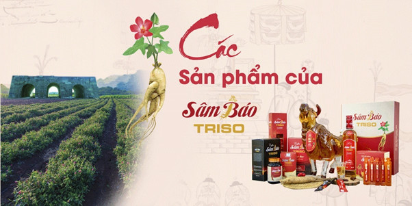 Phát hiện hoạt chất “vàng” – Terpenoid từ cây Sâm Báo – Thanh Hóa